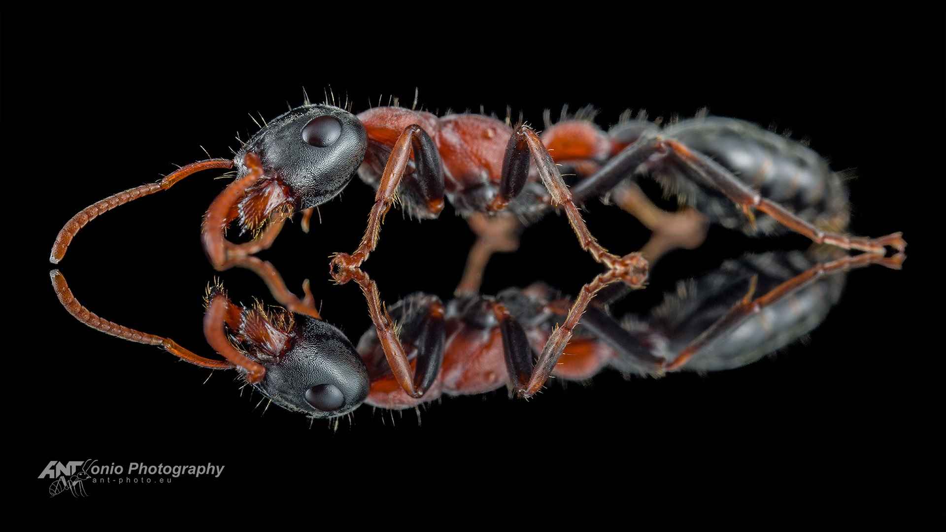 Ant Tetraponera rufonigra
