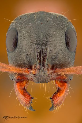 Ant Tetraponera rufonigra worker, head