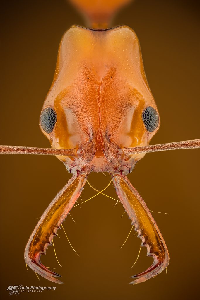 Ant Anochetus micans head