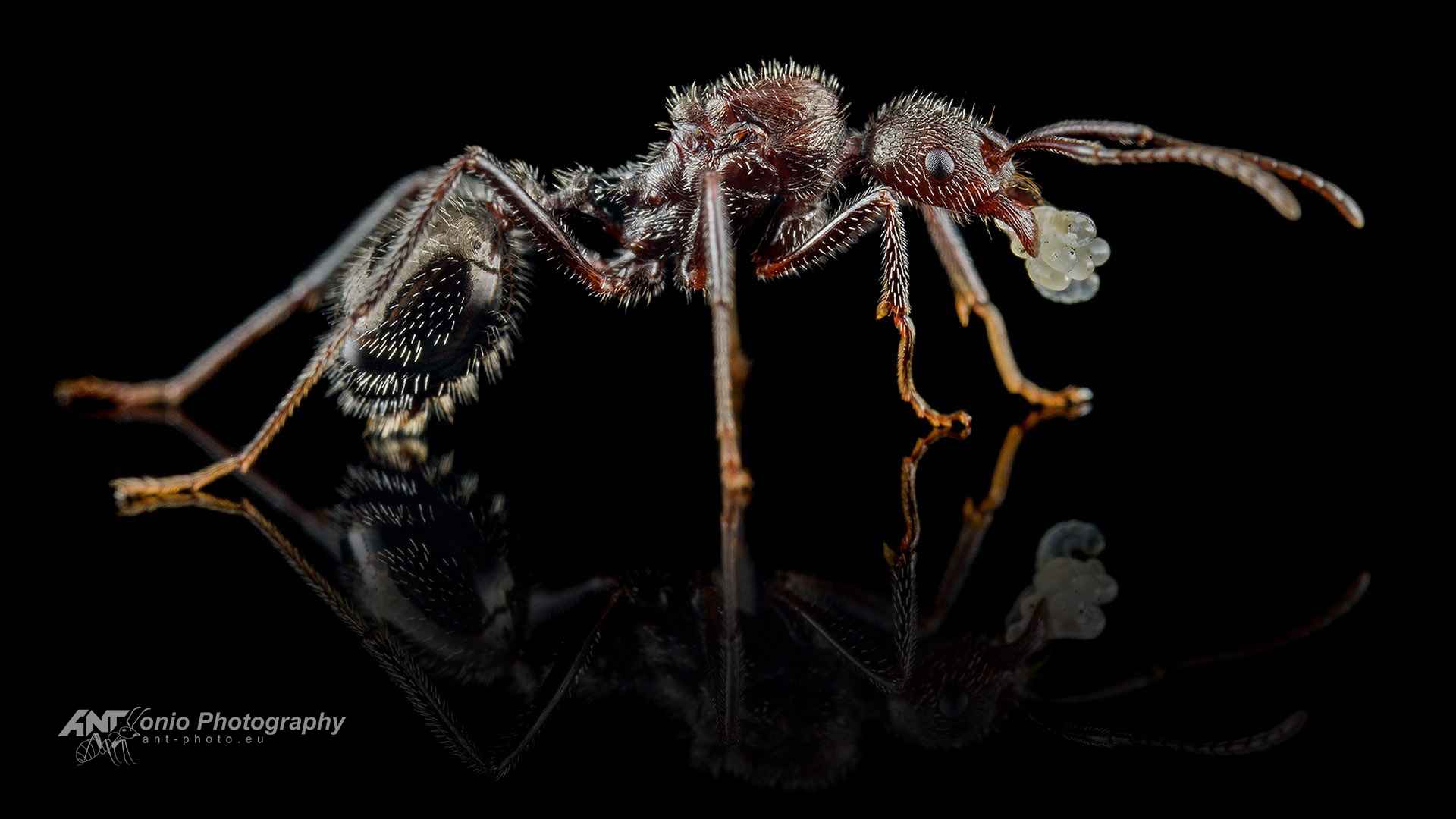 Ant Aphaenogaster sp. from Greace