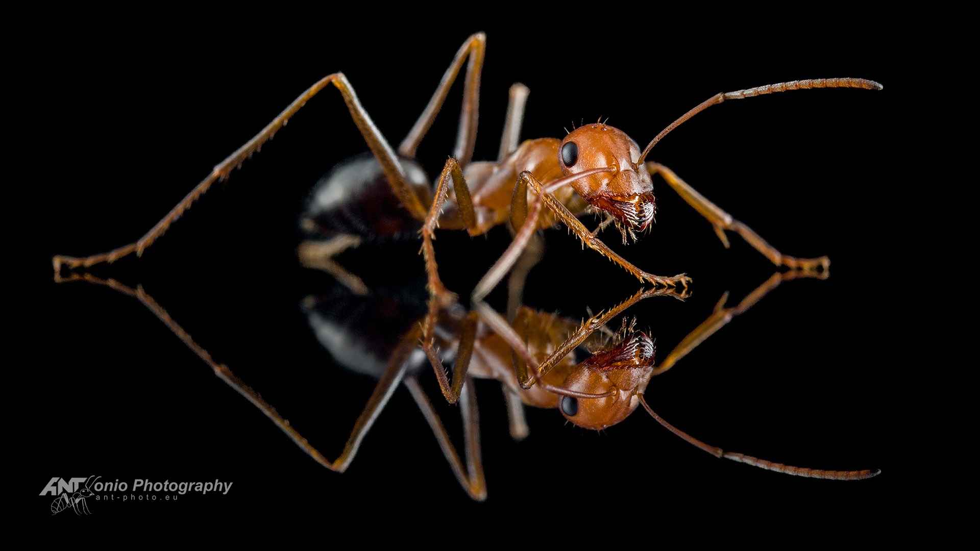 Ant Cataglyphis viaticoides worker