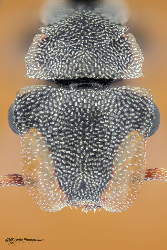 Ant Cephalotes scutulatus head