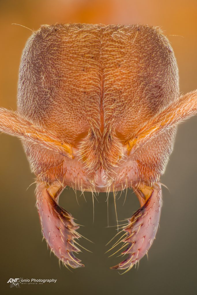 Ant Cryptopone gilva head