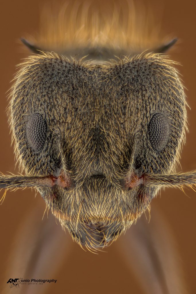 Ant Dolichoderus bispinosus head