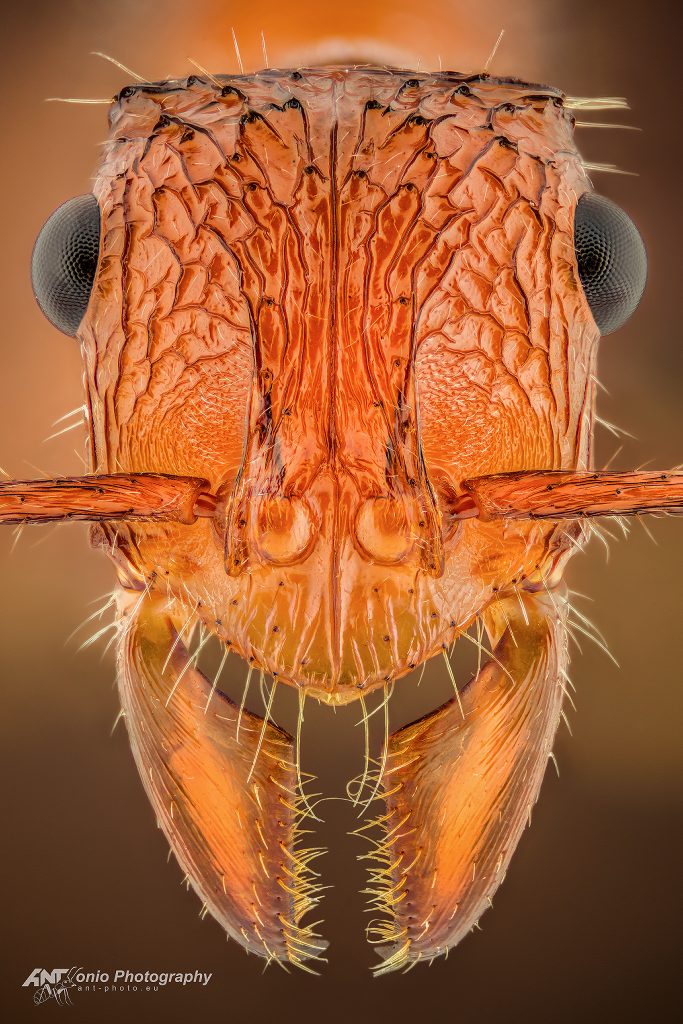 Ant Ectatomma tuberculatum head