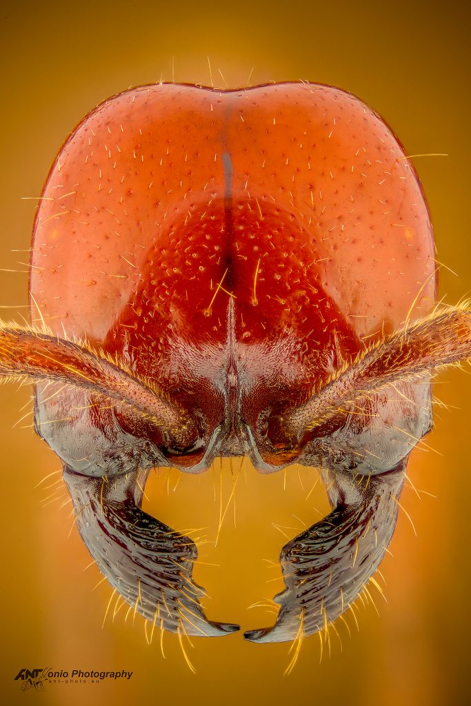 Ant Labidus coecus head
