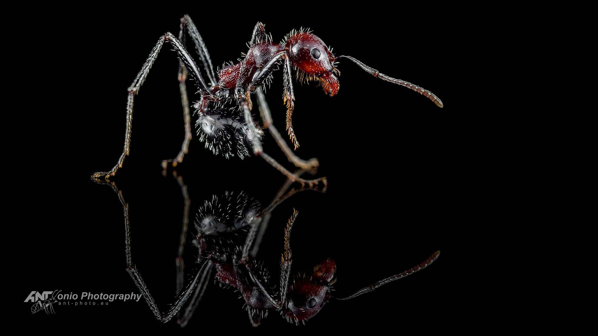 Ant Messor cephalotes worker