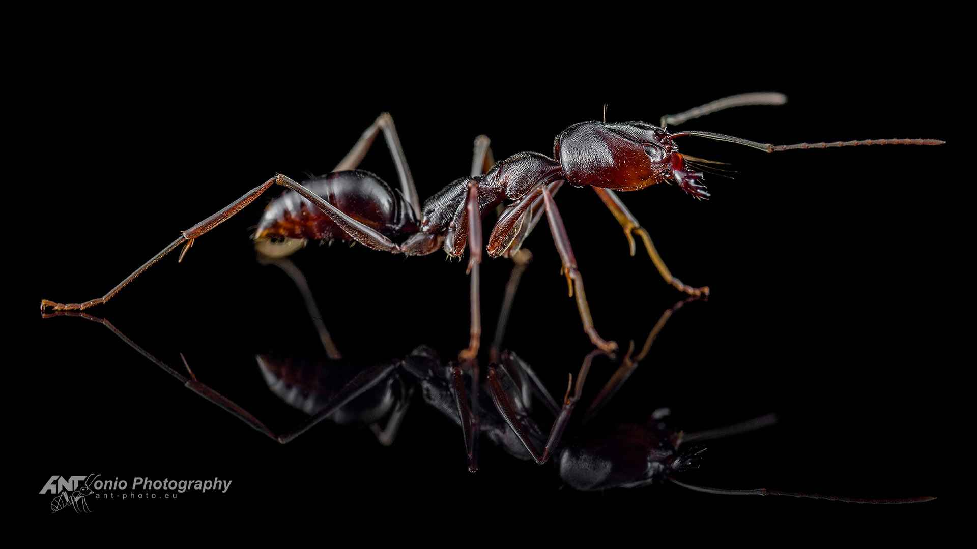 Ant odontomachus monticola worker