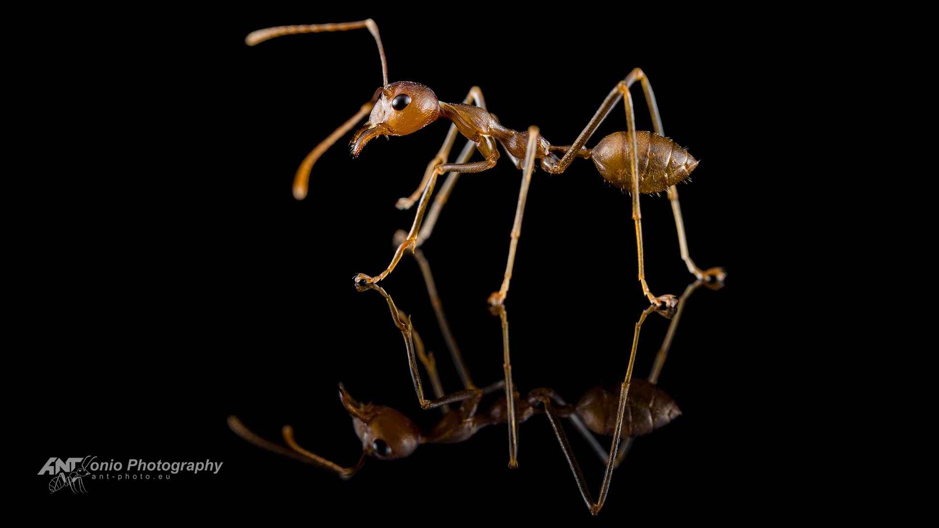 Ant Oecophylla smaragdina worker