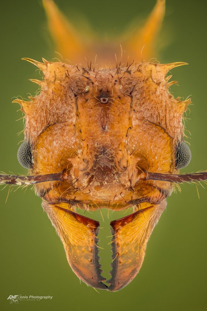 Ant Acromyrmex coronatus head