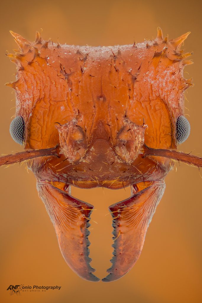 Ant Acromyrmex octospinosus head