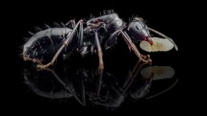 Camponotus foreli 1