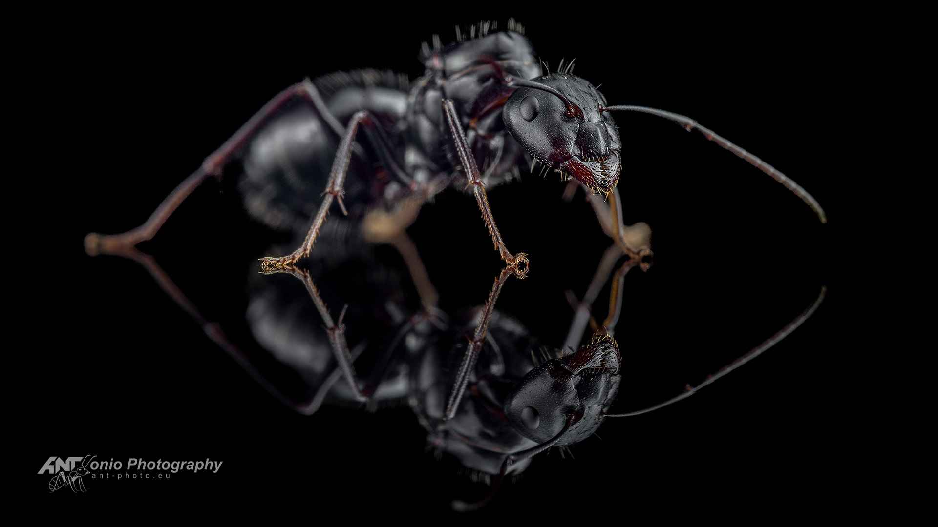 Ant Camponotus foreli queen
