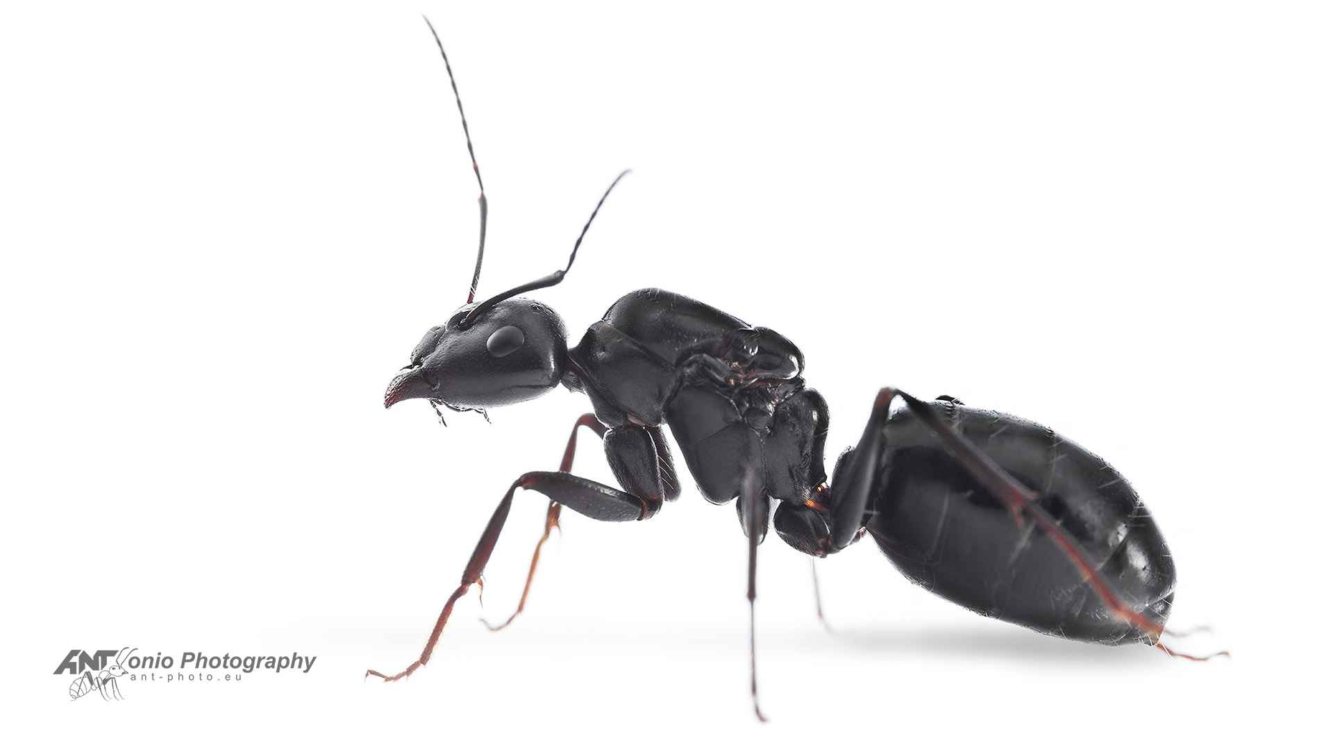 Ant Camponotus foreli queen
