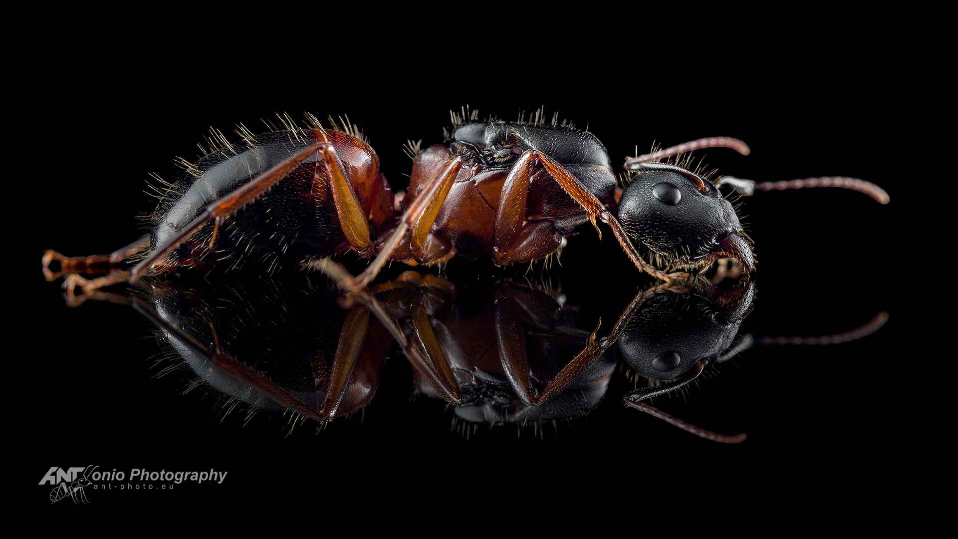 Ant Camponotus sp. from California