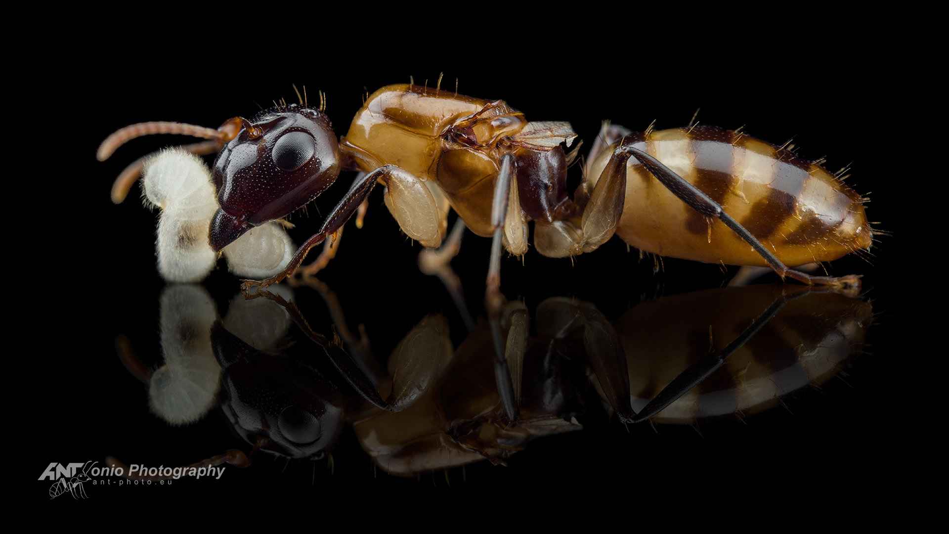 Camponotus sp. from Caribbean