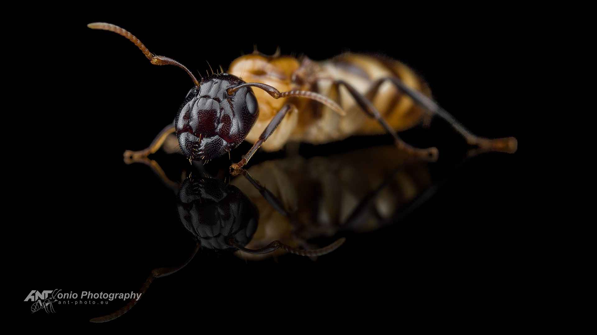 Camponotus sp. from Caribbean