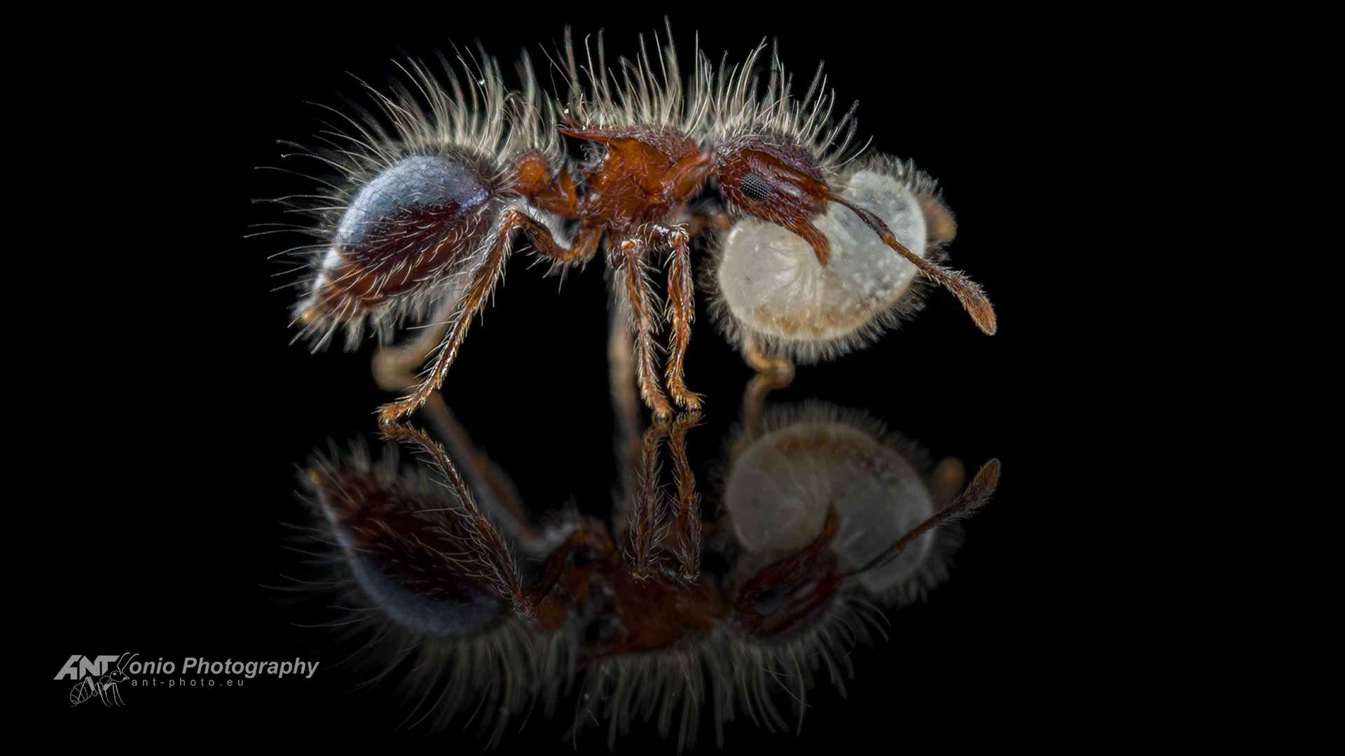 Ant Meranoplus bicolor worker