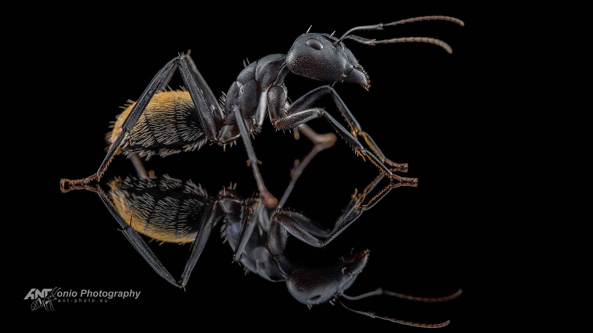 Ant Camponotus fulvopilosus soldier