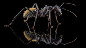 Camponotus fulvopilosus 3