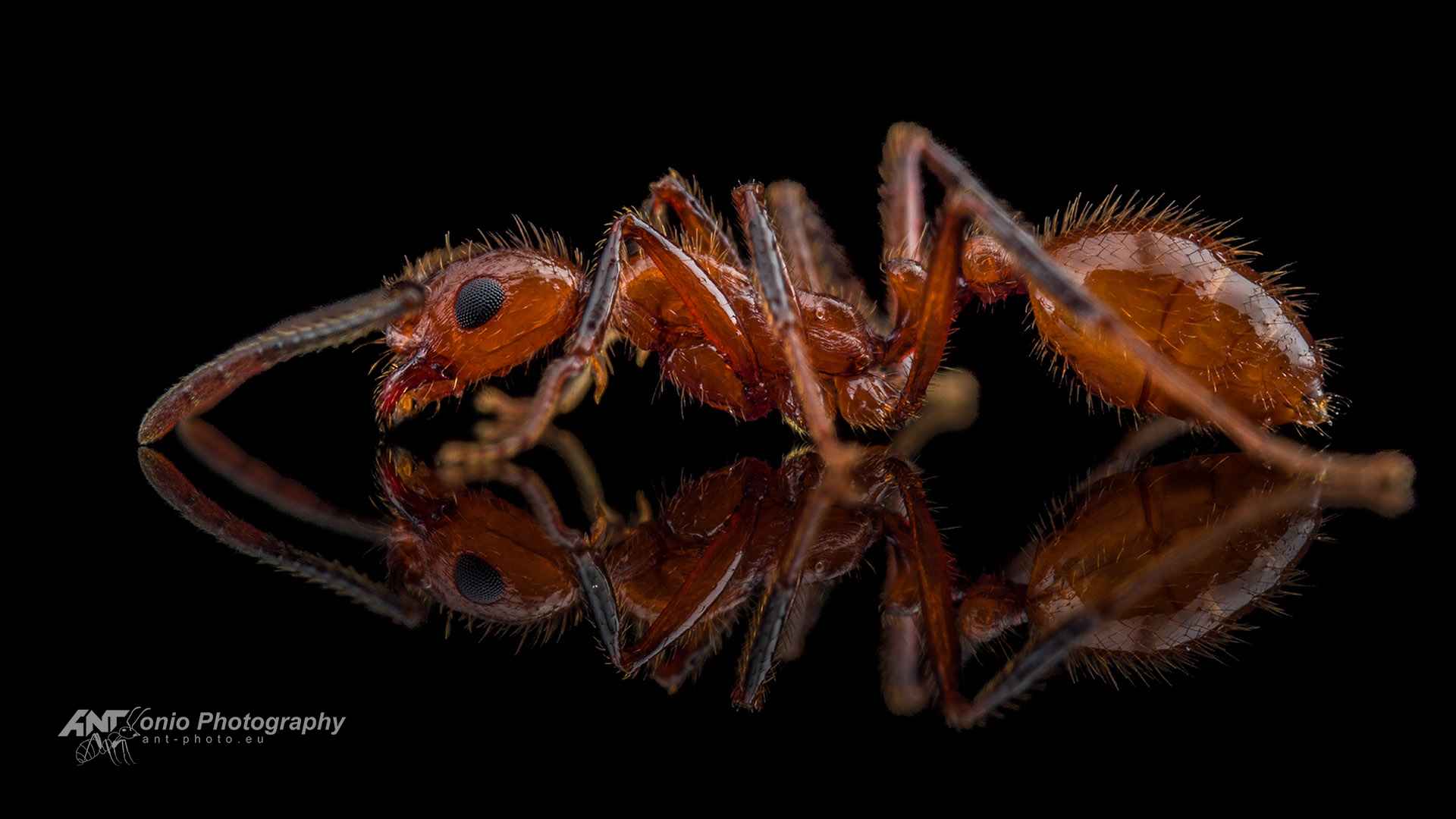 Ant Megalomyrmex sp.