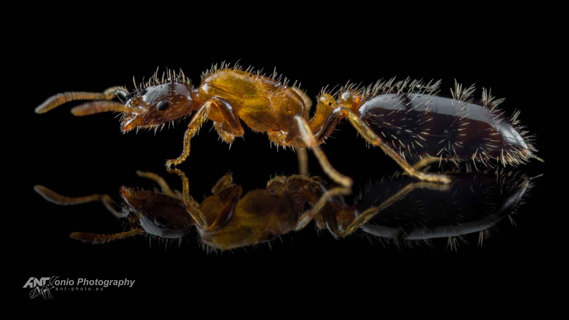 Ant Monomorium floricola queen