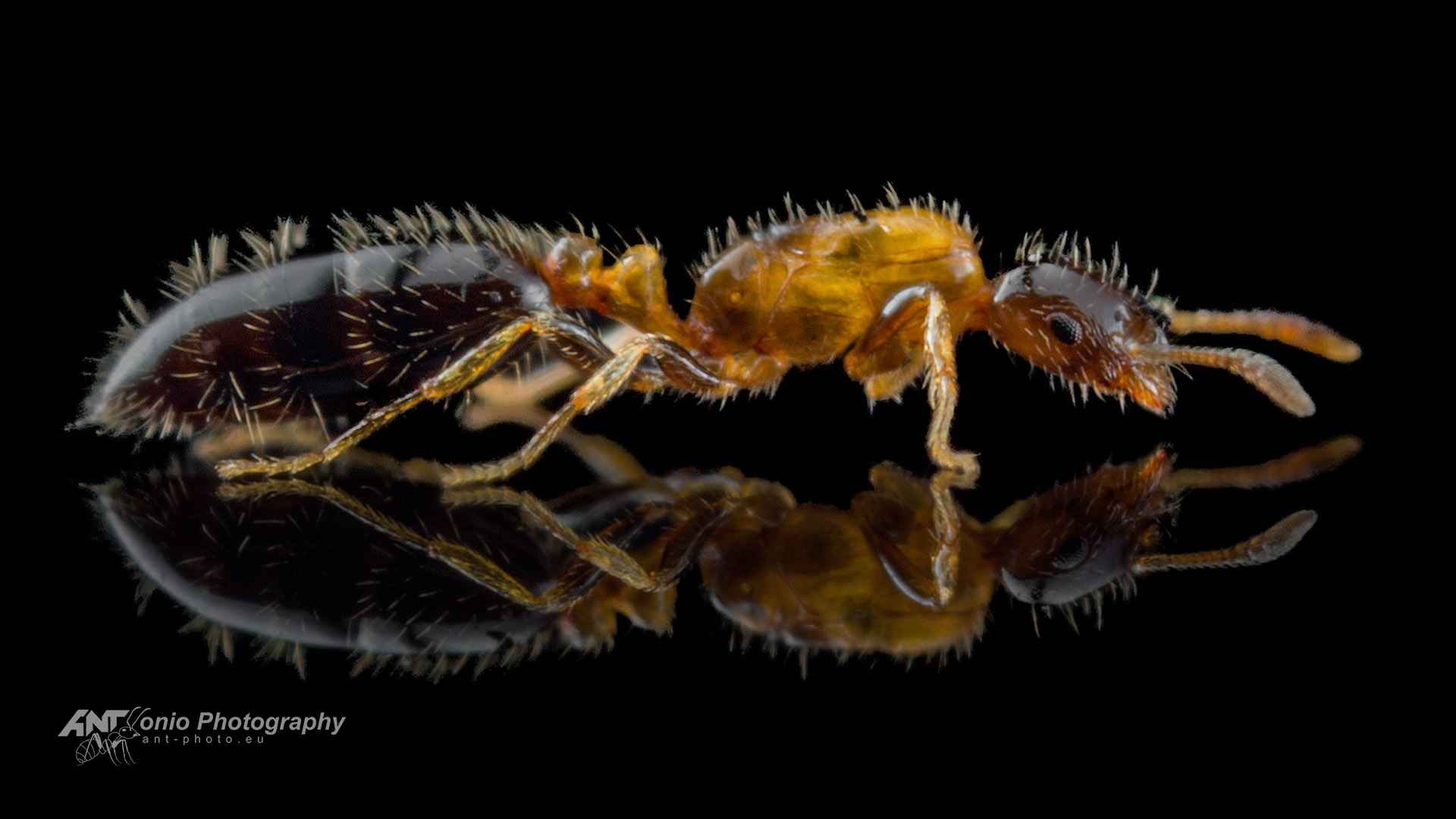 Ant Monomorium floricola queen
