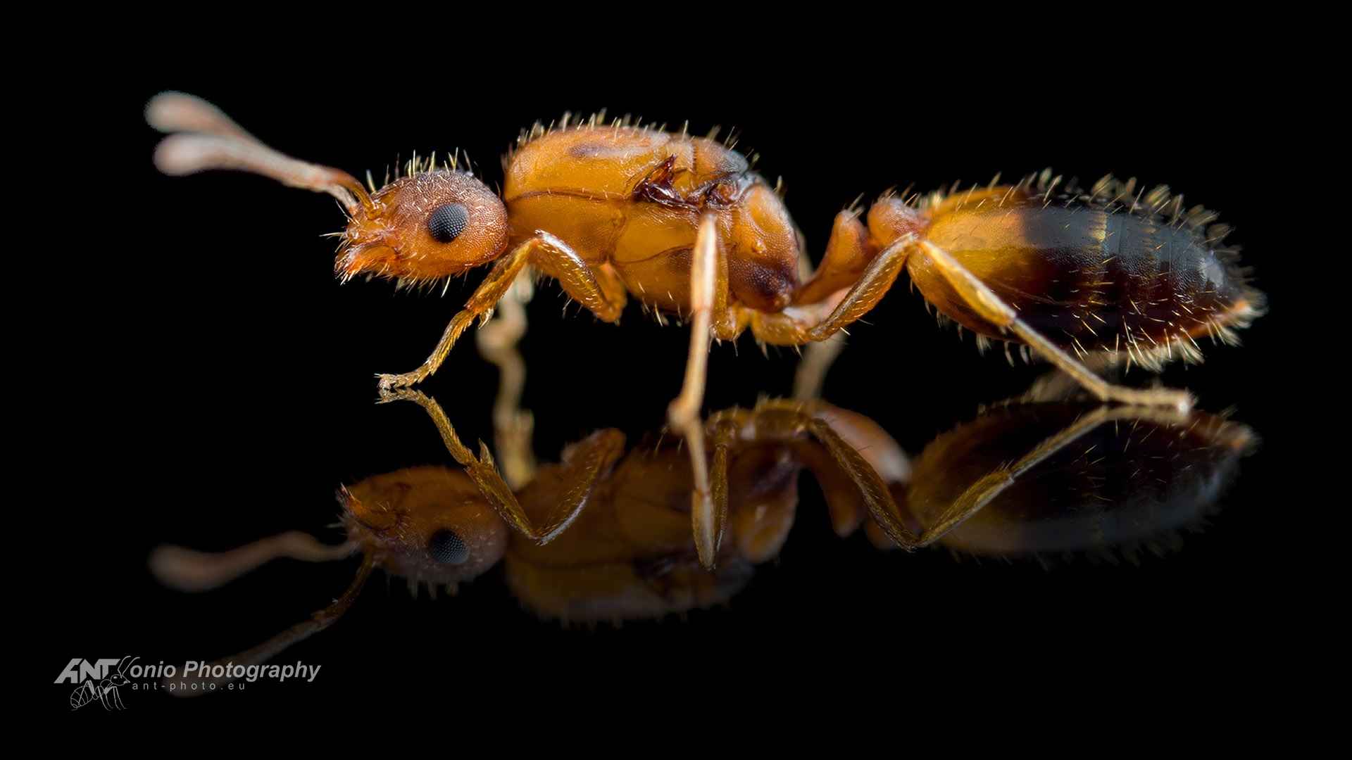 Ant Monomorium pharaonis queen
