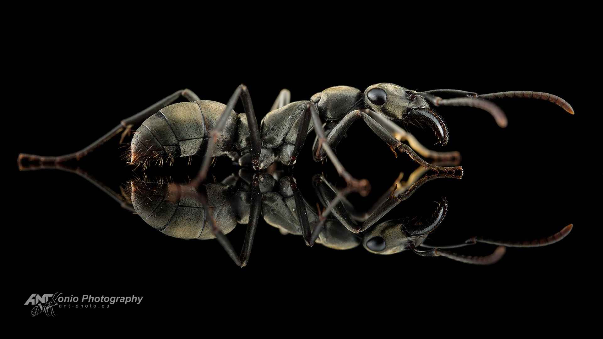 Ant Ophthalmopone berthoudi worker
