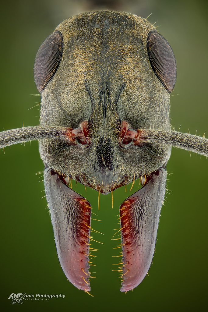 Ant Ophthalmopone berthoudi