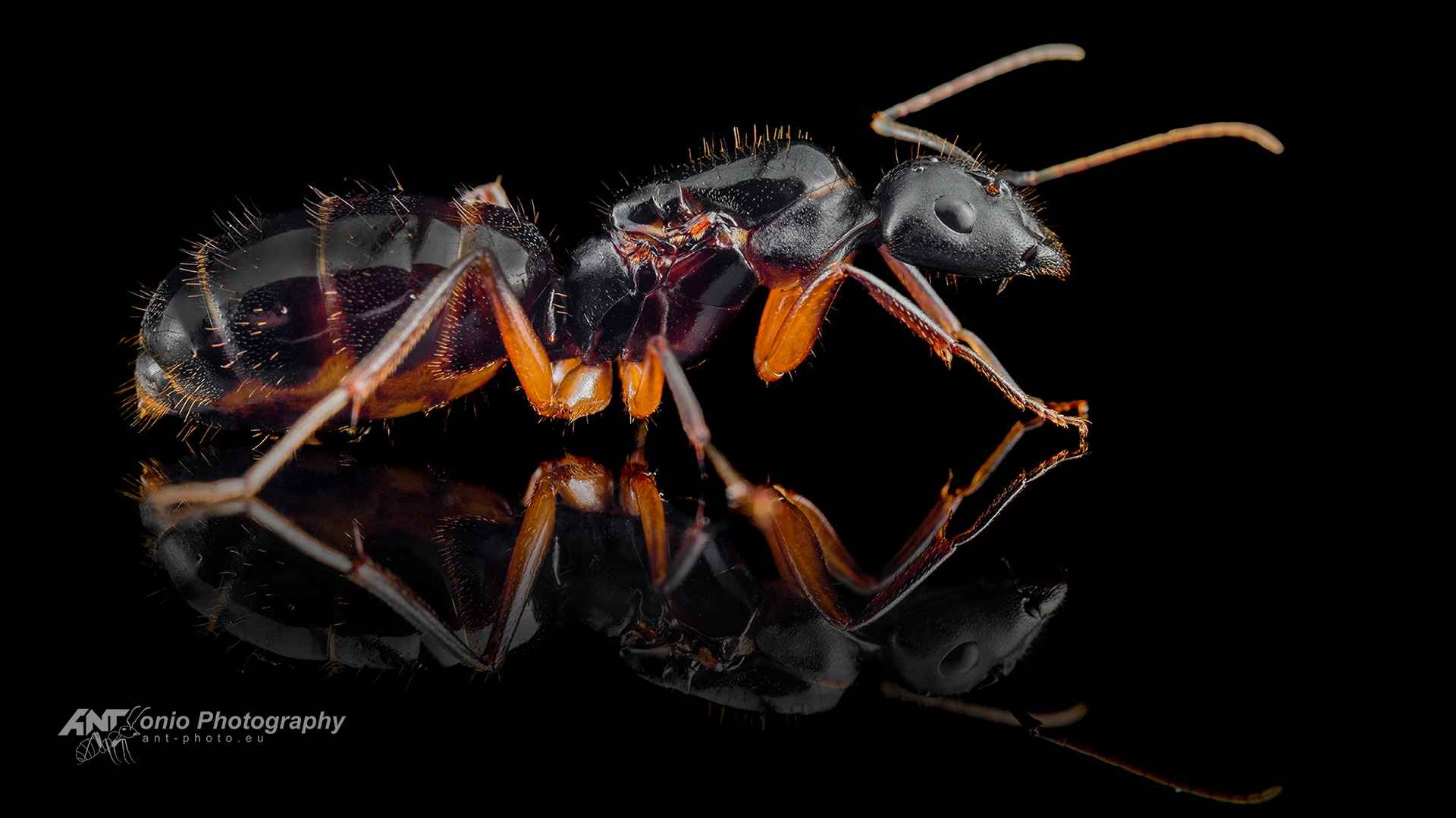 Camponotus ionius