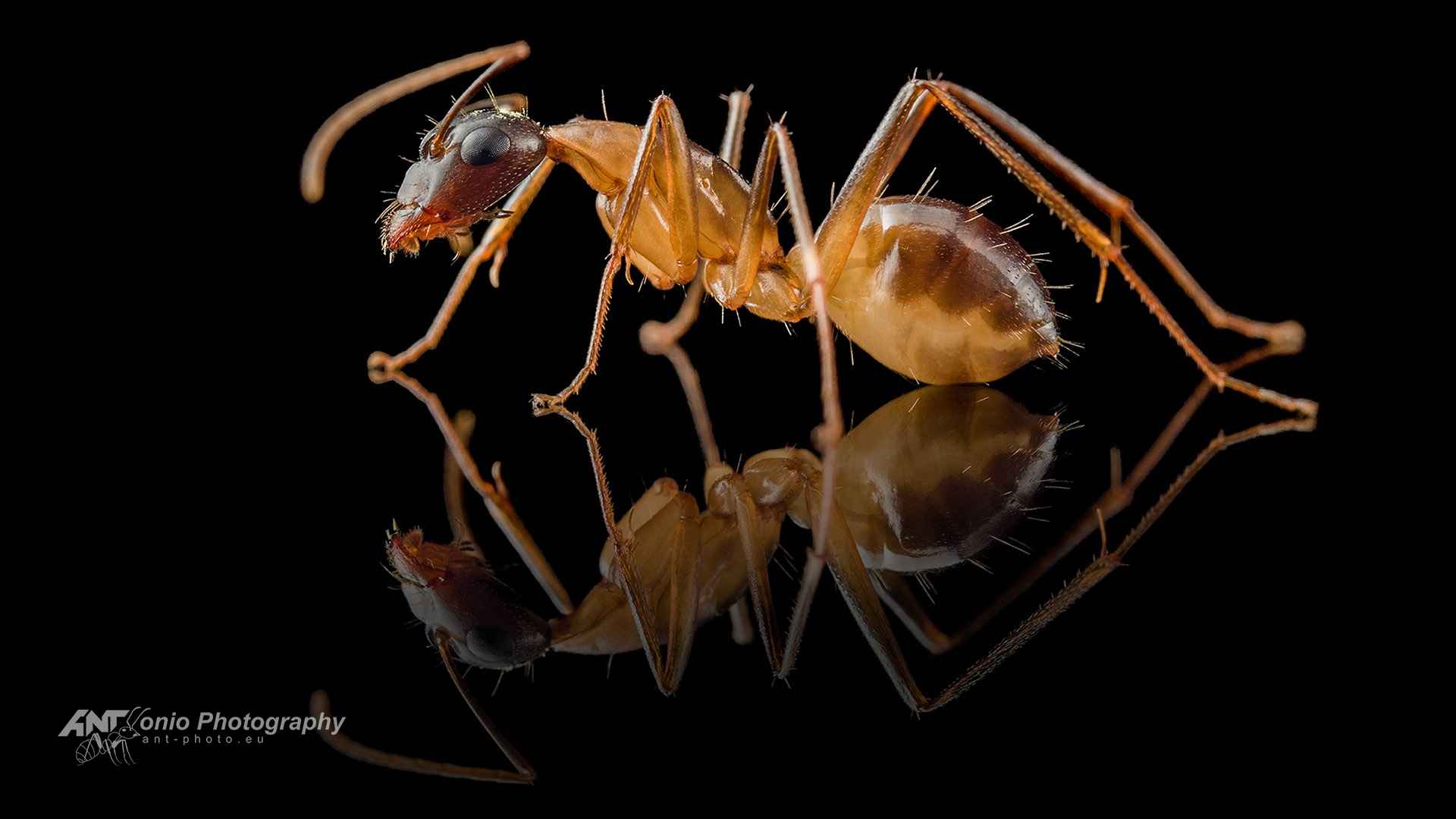 Camponotus kugleri worker