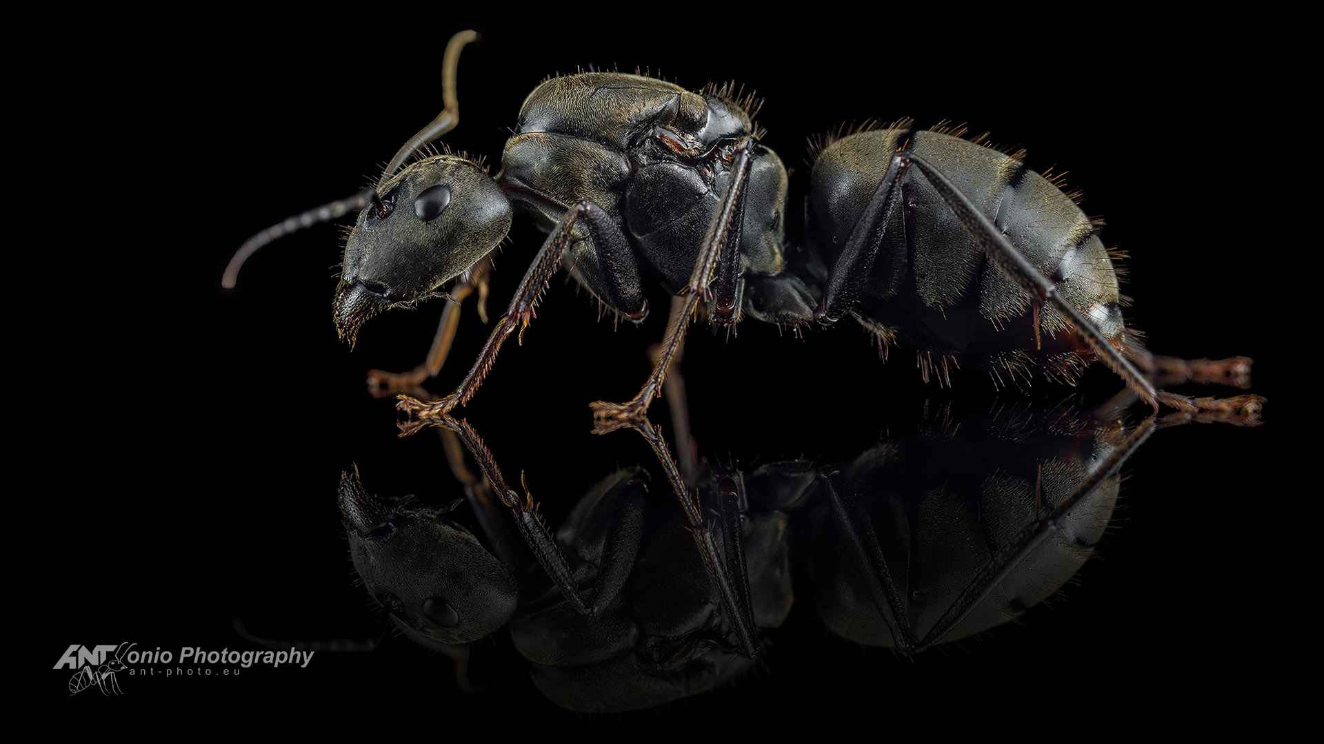 Camponotus pseudolendus Queen