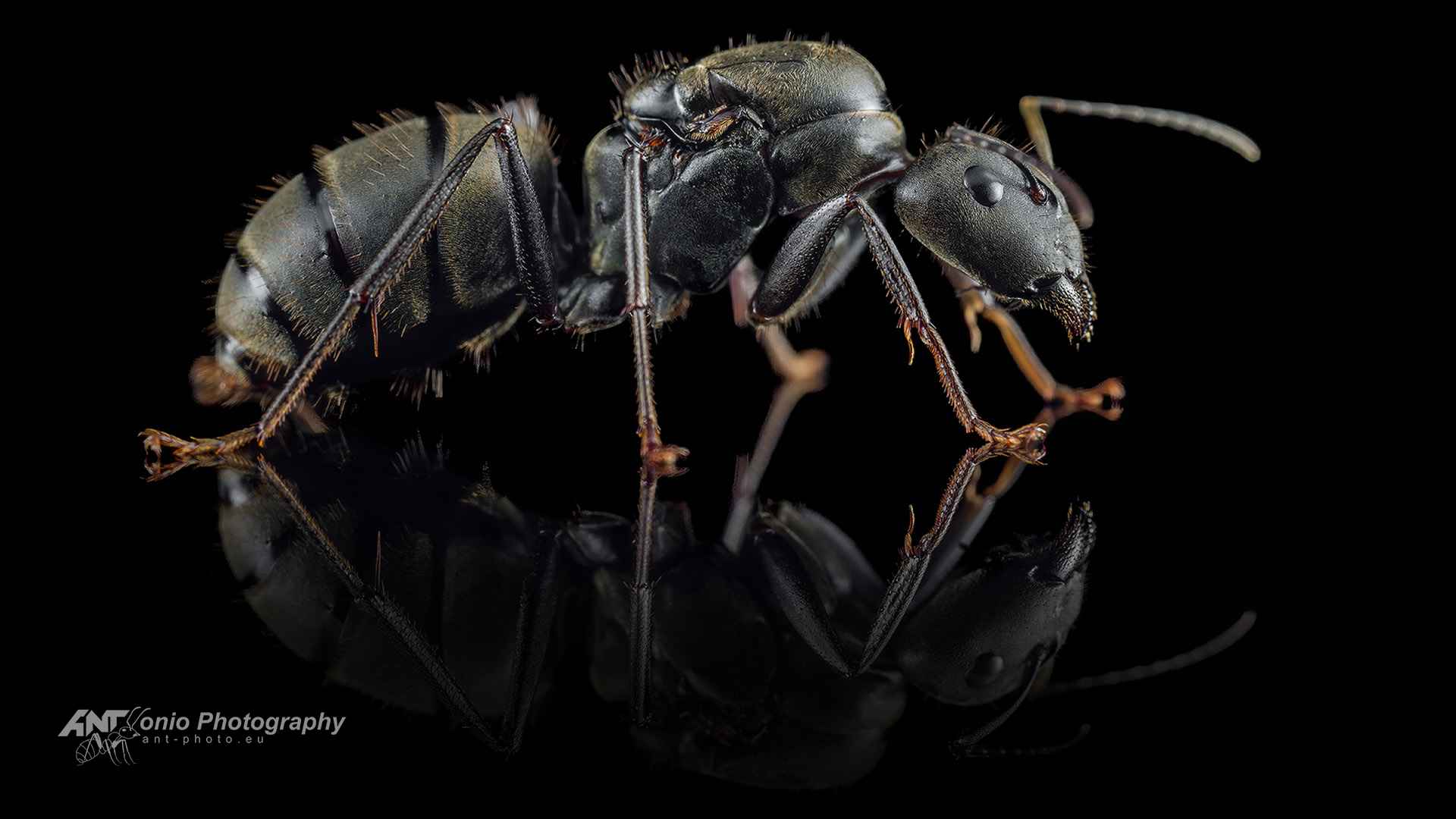 Camponotus pseudolendus Queen