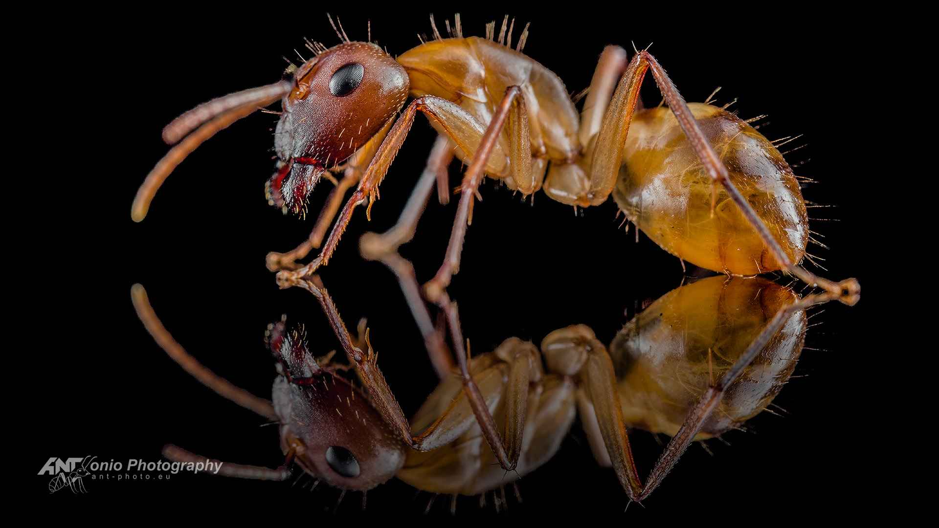 Camponotus substitutus soldier