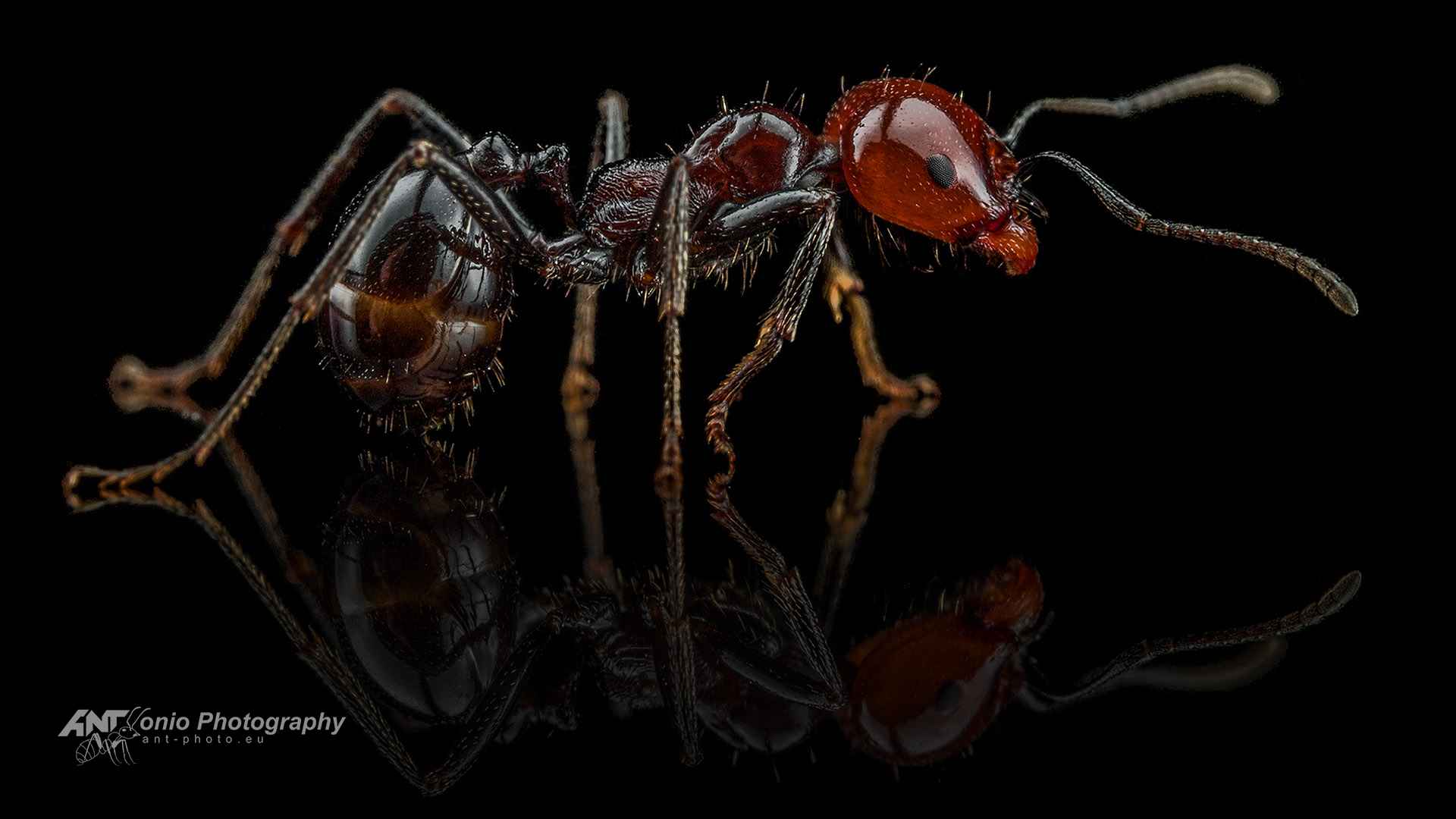 Ant Messor angularis worker