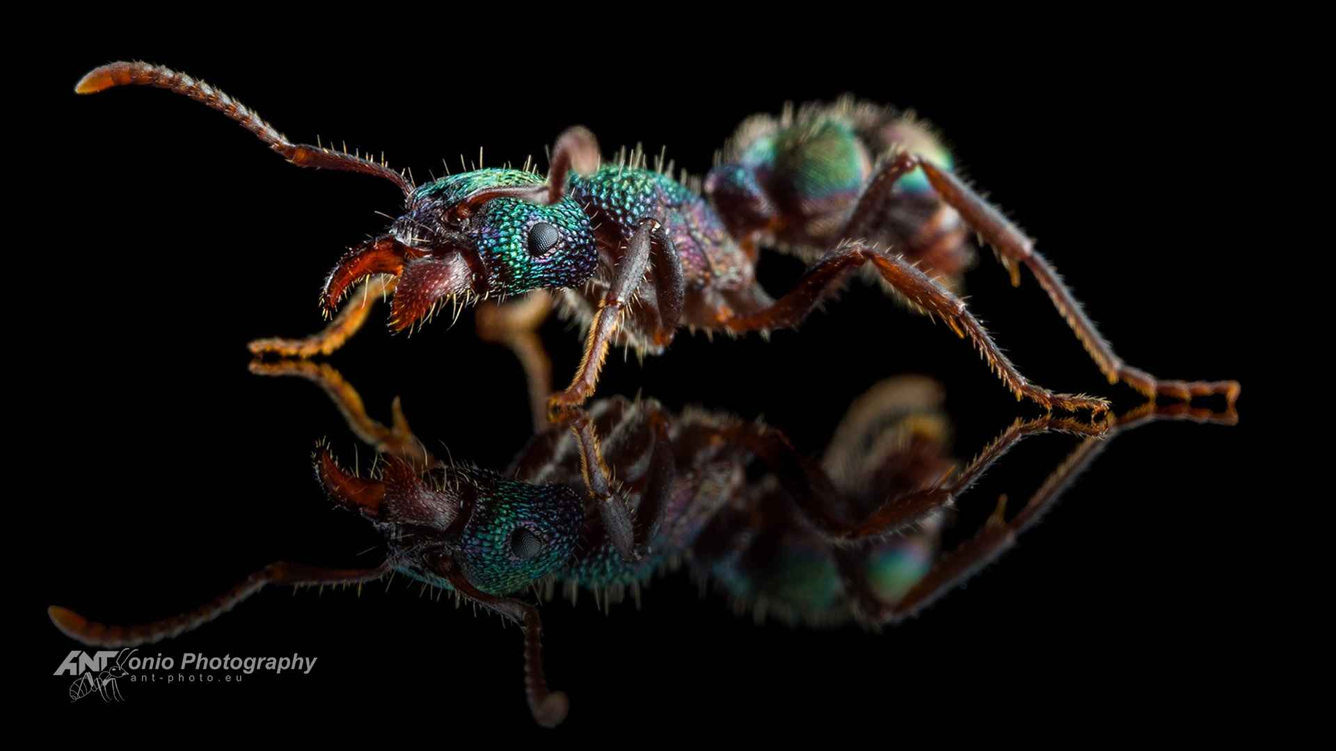 Ant Rhytidoponera metallica worker
