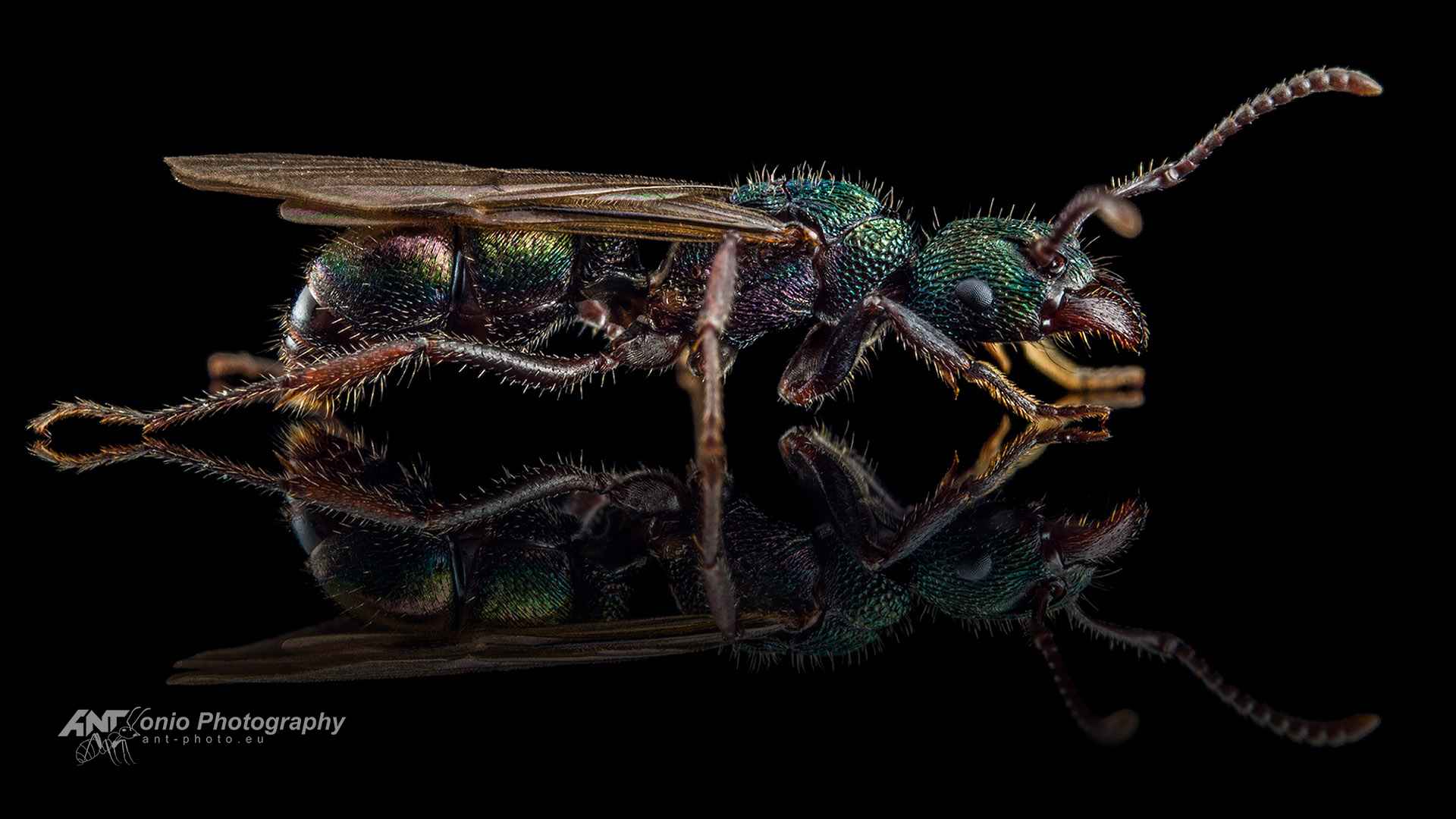 Ant Rhytidoponera metallica queen fly