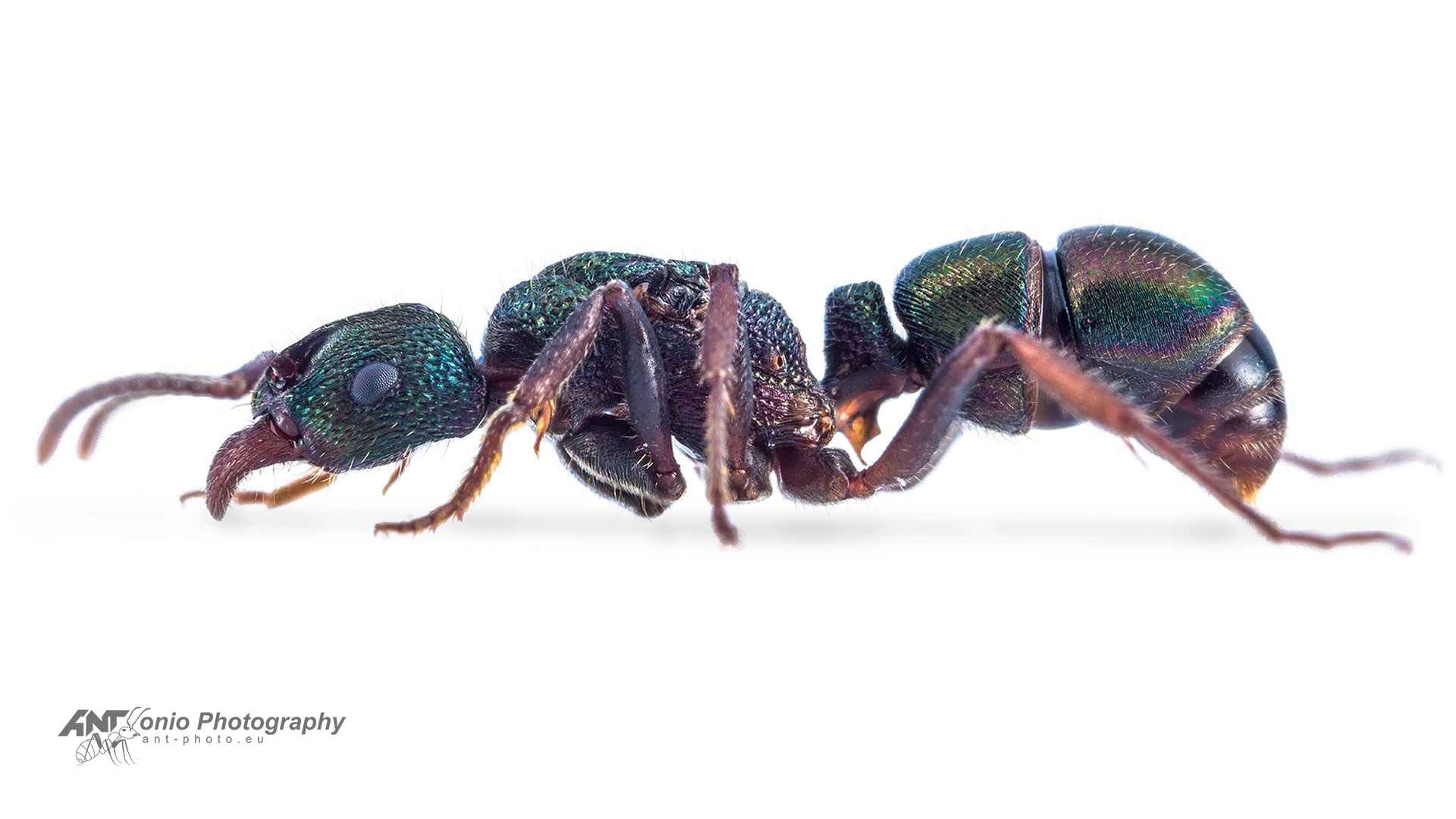 Ant Rhytidoponera metallica queen