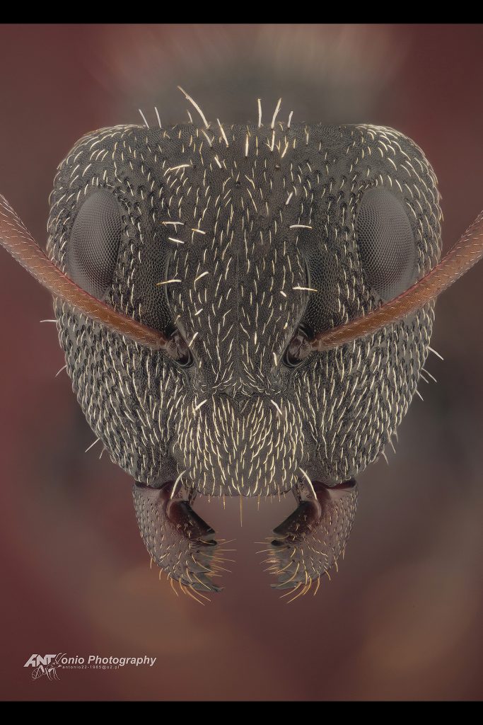 Camponotus auropubens