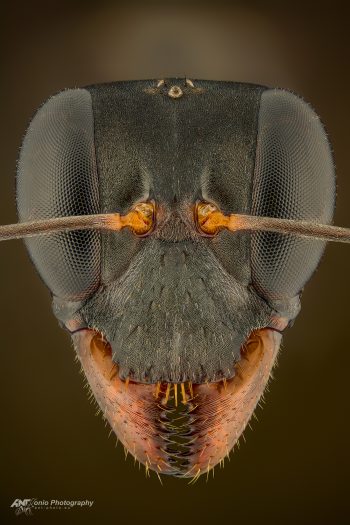 Ant Gigantiops destructor head