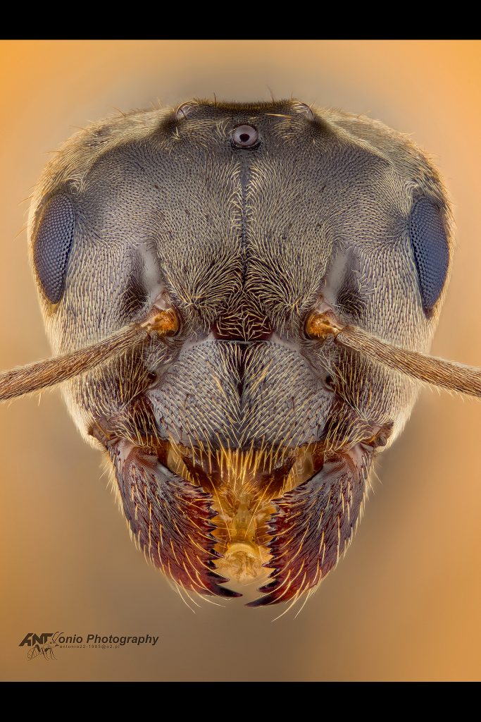Lasius niger queen