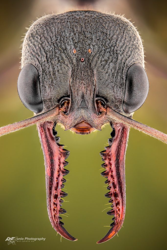 Ant Myrmecia pyriformis