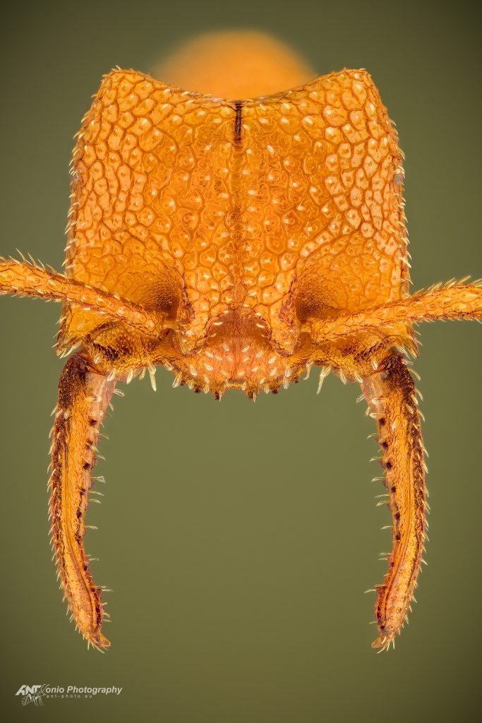 Ant Mystrium camillae head