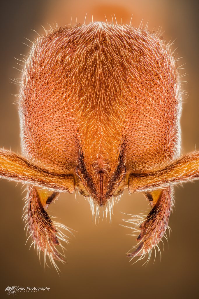 Ant Proceratium itoi head
