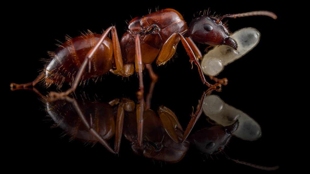 Camponotus americanus - ANTonio Photography