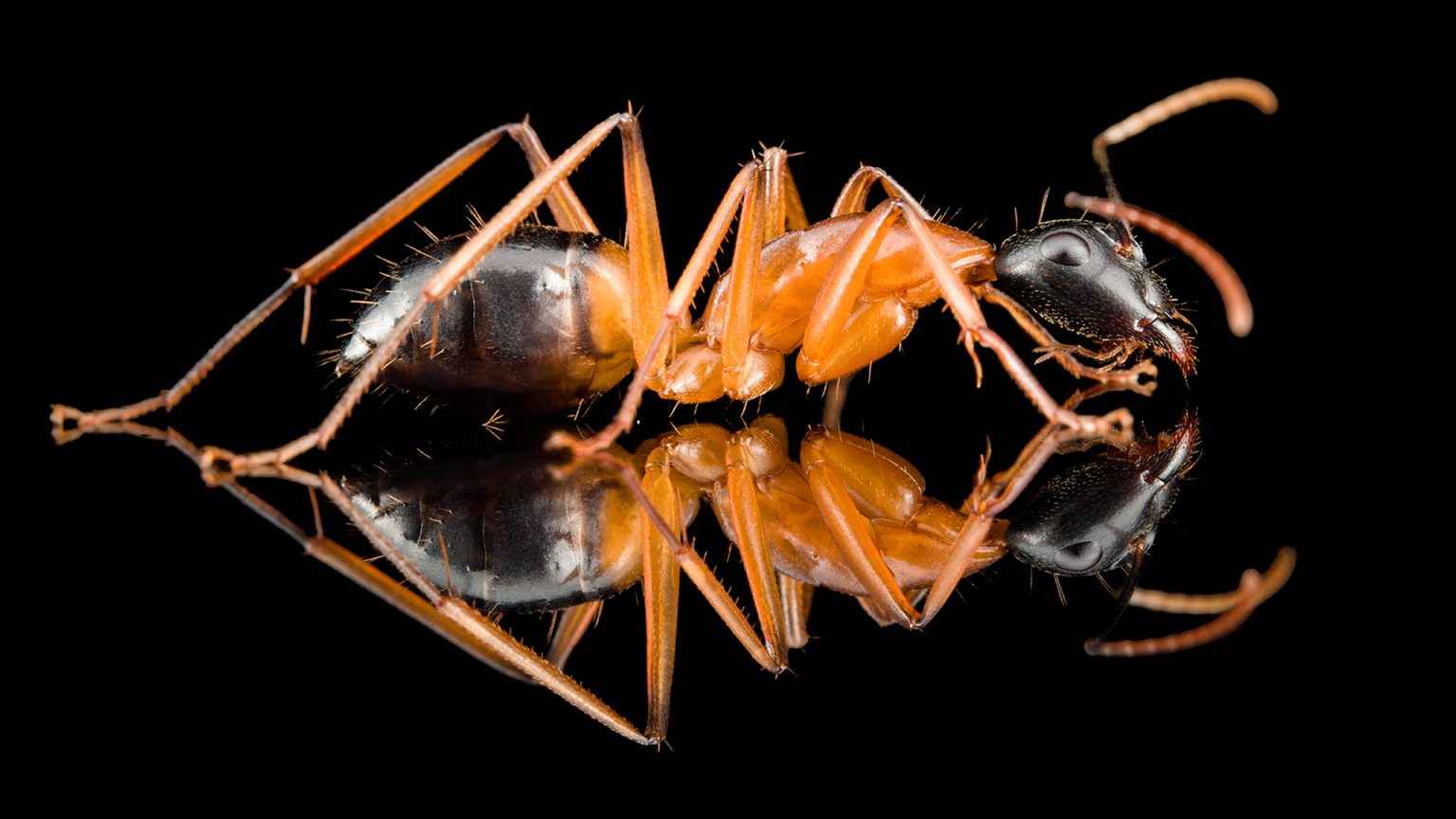 Camponotus consobrinus ANTonio Photography