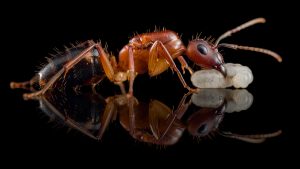 Camponotus discolor 4