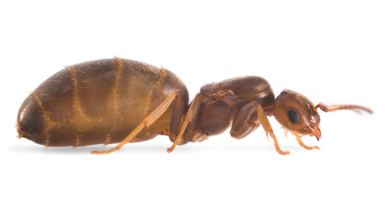 Brachymyrmex patagonicus ANTonio Photography