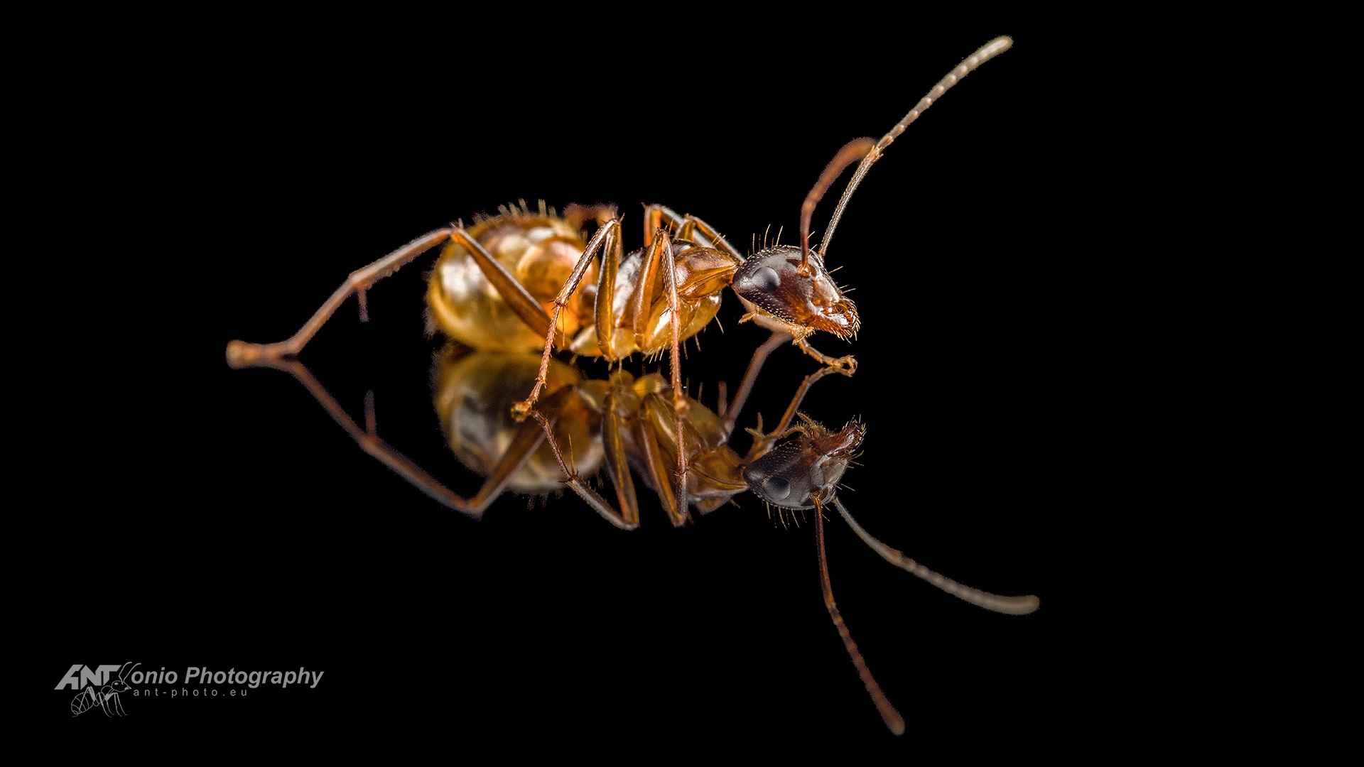Camponotus americanus worker